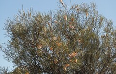 Hakea francisiana