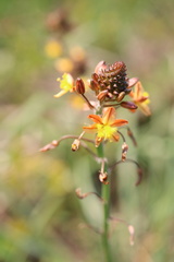 Bulbine asphodeloides