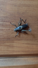 Pholidoptera griseoaptera