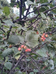 Crataegus phaenopyrum