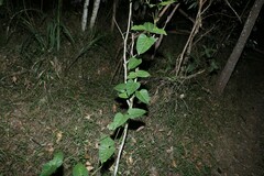 Leichhardtia rostrata