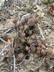 Petrosedum