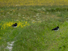 Haematopus ostralegus