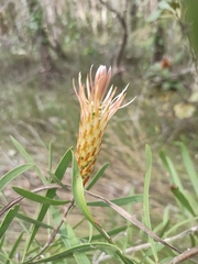 Melaleuca pachyphylla