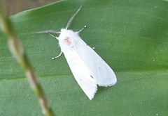 Hyphantria cunea