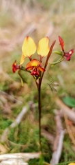 Diuris corymbosa