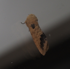 Phalera flavescens