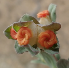 Hermannia trifoliata