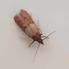 Plodia interpunctella