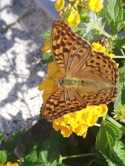 Argynnis pandora