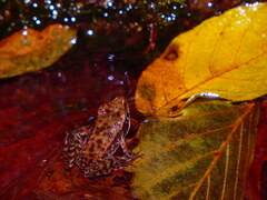 Rana iberica