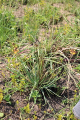 Bulbine asphodeloides