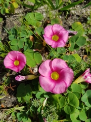 Oxalis purpurea