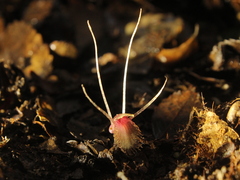 Corybas cryptanthus