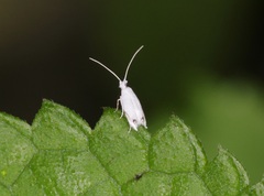 Paraleucoptera