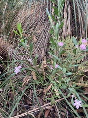 Eriostemon australasius