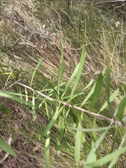 Melaleuca pachyphylla