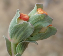 Hermannia trifoliata