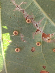 Neuroterus numismalis