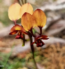 Diuris corymbosa