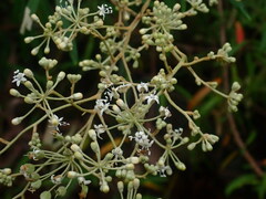 Astrotricha longifolia