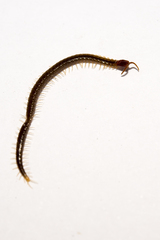 Geophilomorpha