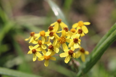 Senecio bupleuroides