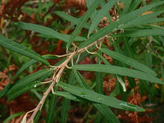 Astrotricha longifolia