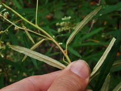 Astrotricha longifolia