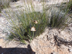 Thelymitra epipactoides
