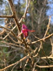 Fuchsia excorticata