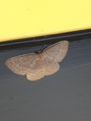 Poecilasthena anthodes