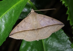 Ugia purpurea