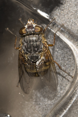 Calliphora albifrontalis