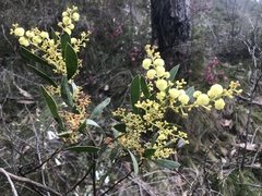 Acacia myrtifolia