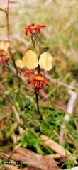 Diuris corymbosa