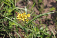 Senecio bupleuroides