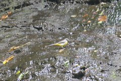 Motacilla cinerea