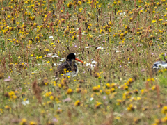 Haematopus ostralegus