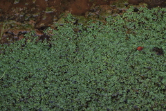 Callitriche