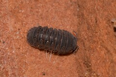 Armadillidae