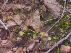 Drosera