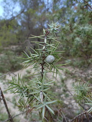 Juniperus oxycedrus