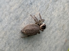 Maratus griseus