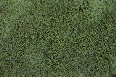 Callitriche