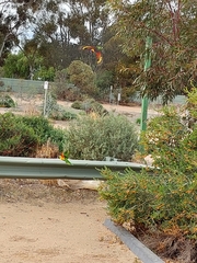 Trichoglossus moluccanus