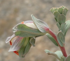 Hermannia trifoliata