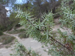 Juniperus oxycedrus