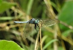Orthetrum luzonicum