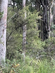 Malurus lamberti